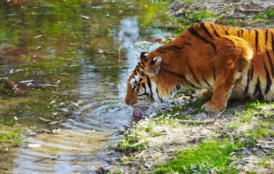 Tour privato di un’intera giornata al Sundarbans